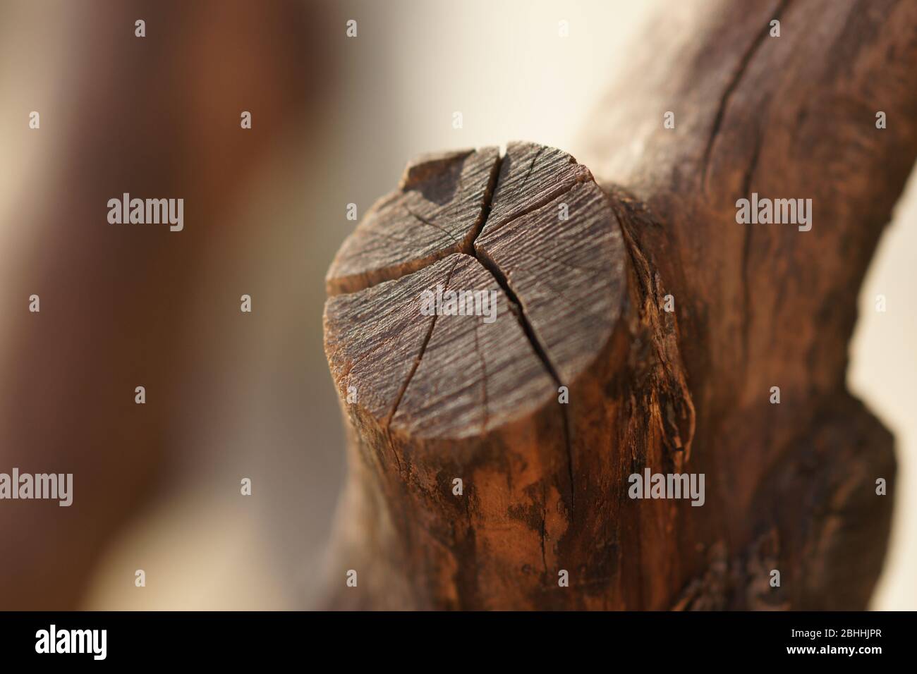 Accurate saw cut of the old tree with cracks. Stock Photo