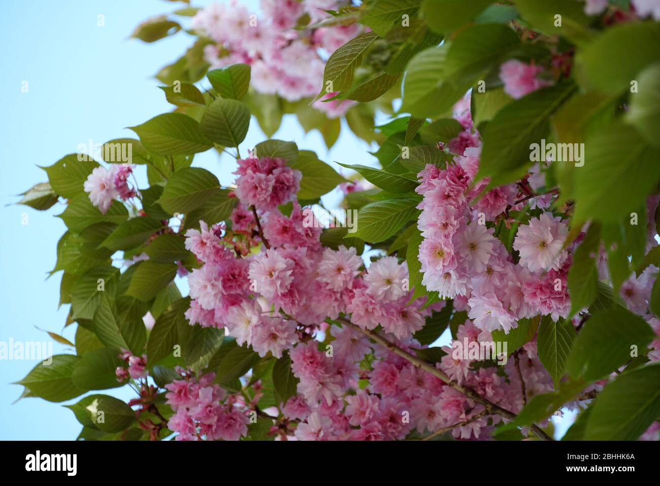 Sakura tree in blossom and fresh green foliage. The flowers have