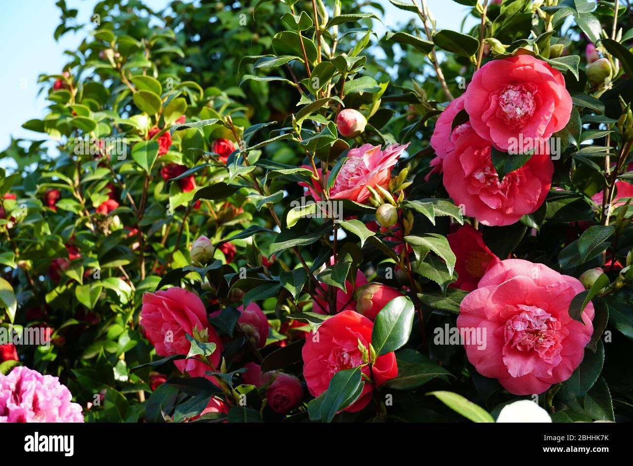 Camellia bush with dark pink flowers in different stages of bloom with green shiny leaves. Stock Photo