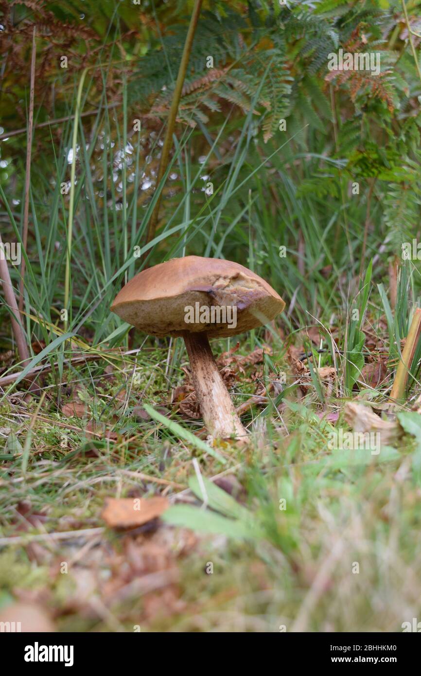 Eat fungi hires stock photography and images Alamy
