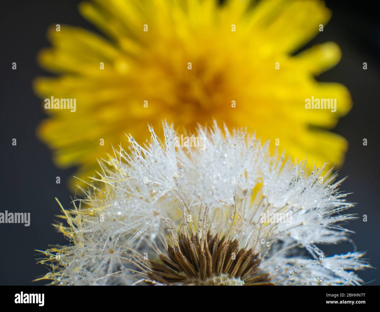 The detail of the seed and parachute in front of a Dandelion flower Stock Photo