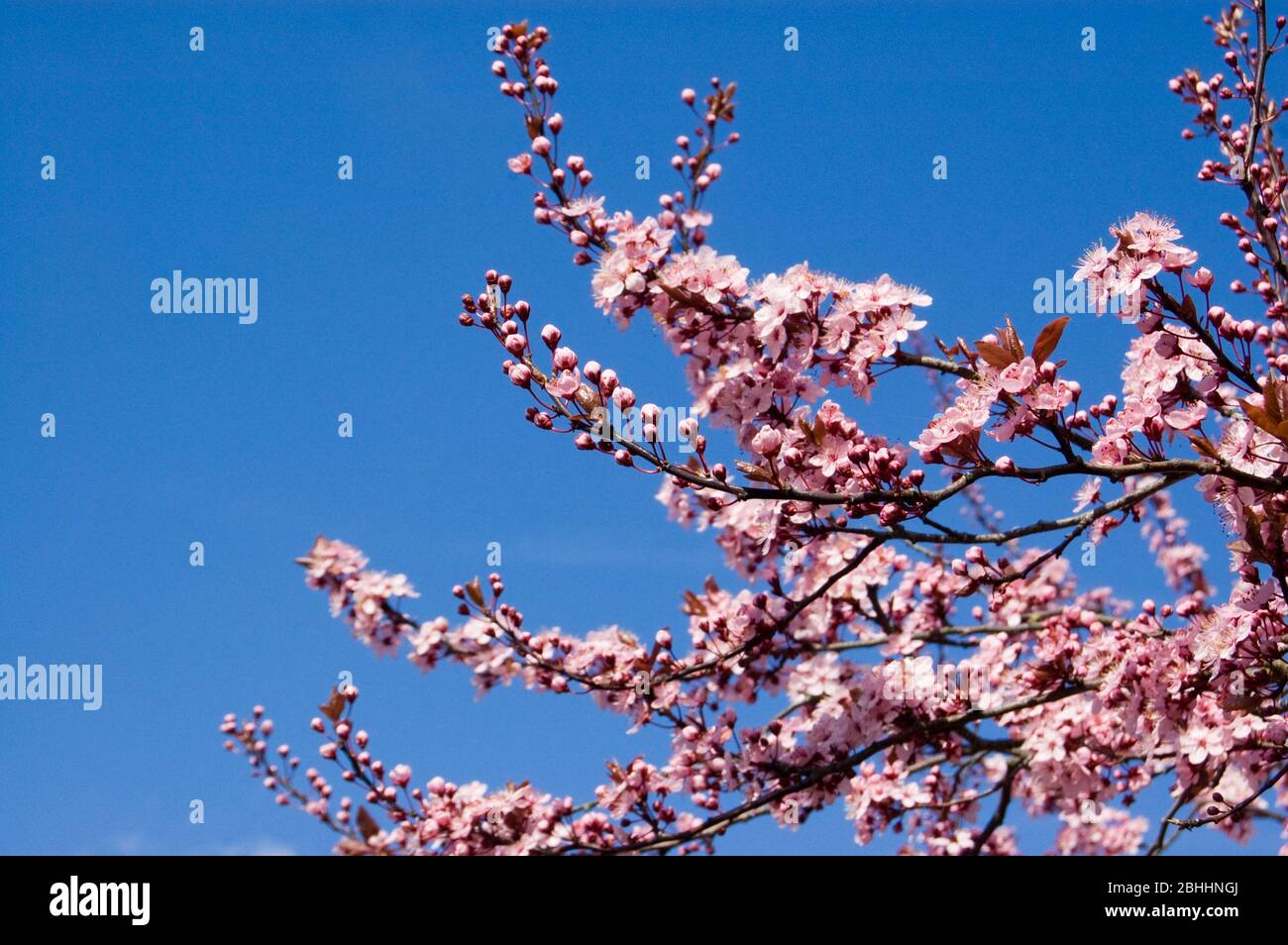 Branches of a flowering cherry tree Prunus serrulata bursting with pink blooms in the Spring sunshine. Stock Photo
