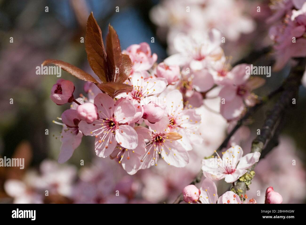 Closs-up image of the blossom on a Prunus serrulata, flowering cherry tree. Spring time. Stock Photo