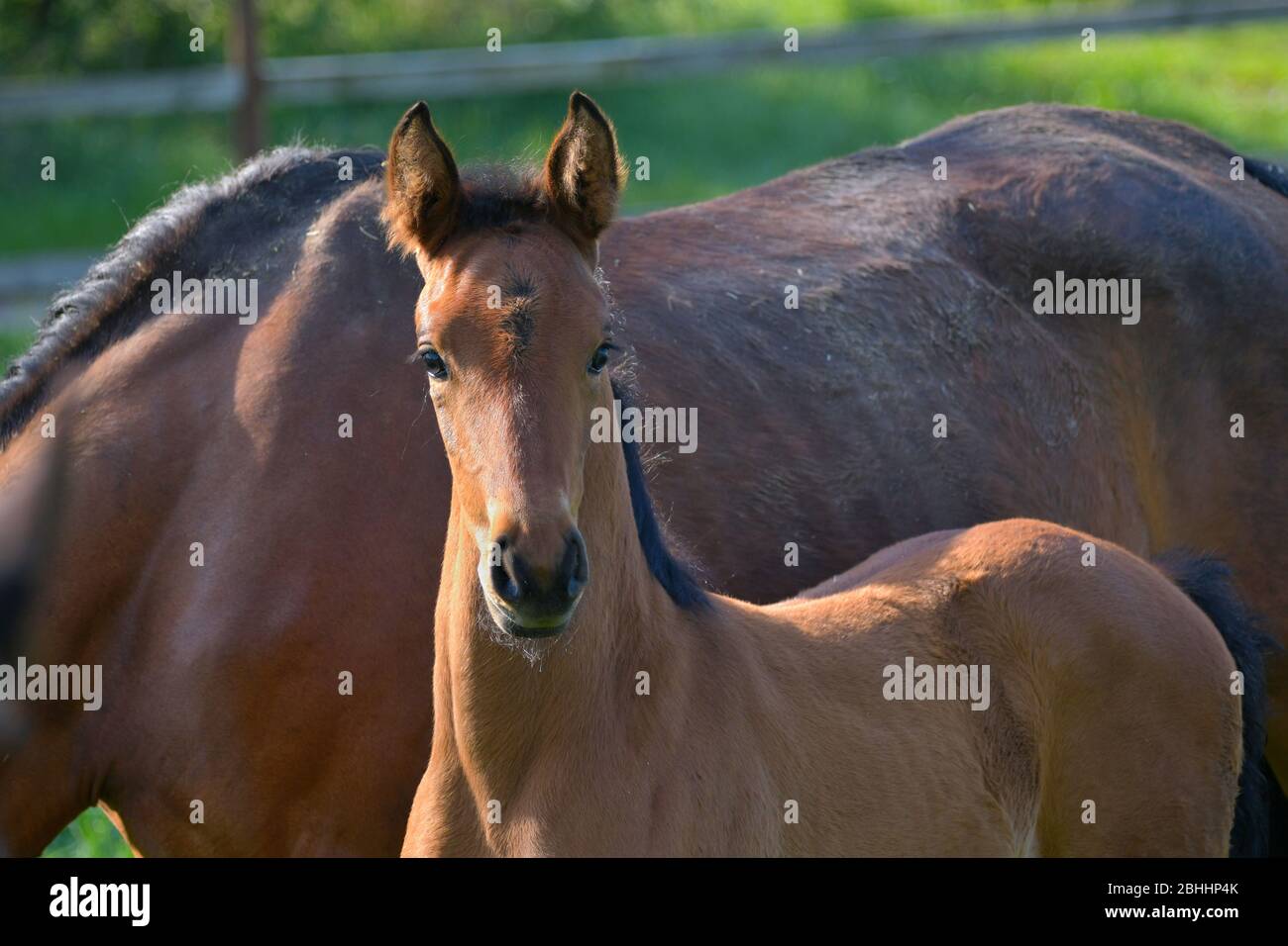 Portrait of a cute bay warmblood filly, standing beside its mother in a green meadow. Stock Photo