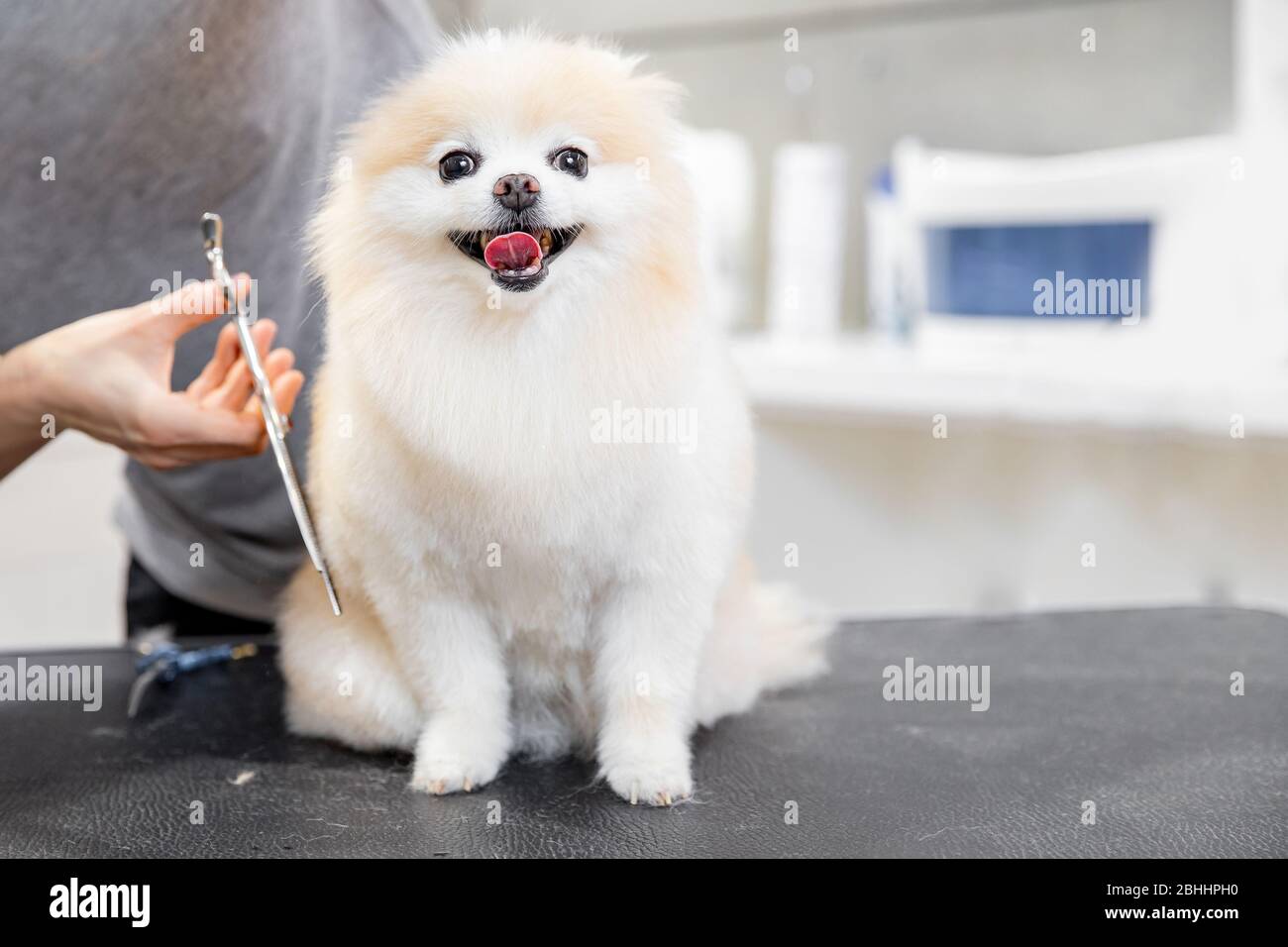 Concept Hairdresser For Animals Groomer Has Trimmed Happy Dog Pomeranian Spitz Stock Photo Alamy Concept Hairdresser For Animals Groomer Has Trimmed Happy Dog Pomeranian Spitz Stock Photo Alamy