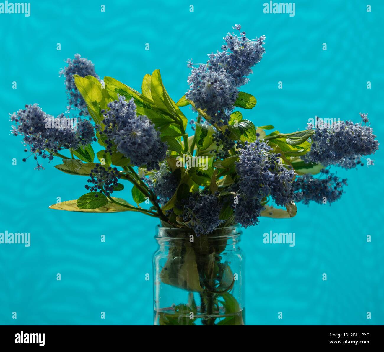 A Small Shoot Of The Spring Flowering Garden Shrub Ceanothus Pershore Zanzibar Seen Indoors In Late April Stock Photo Alamy