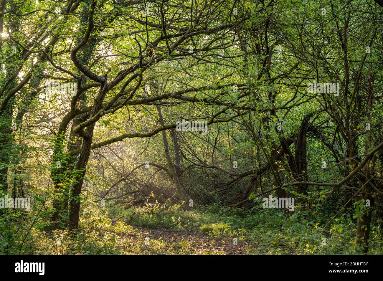 Enchanting woods in spring morning sunshine in Scrase Valley Nature Reserve, Haywards Heath, West Sussex, England. Stock Photo