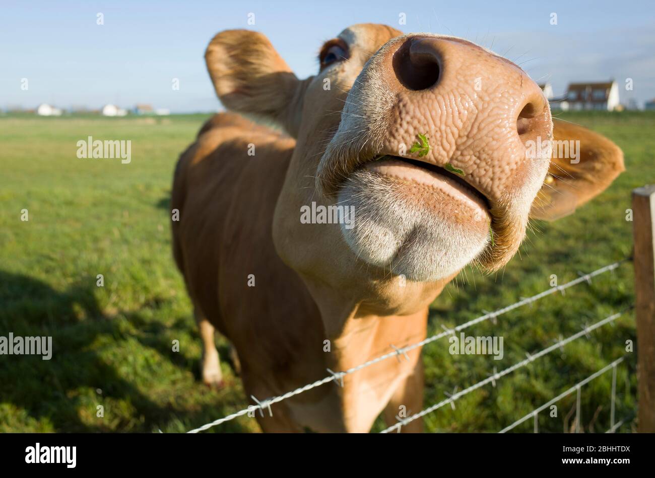 A close up of the face of a Jersey Cow in Yorkshire, England Stock Photo -  Alamy