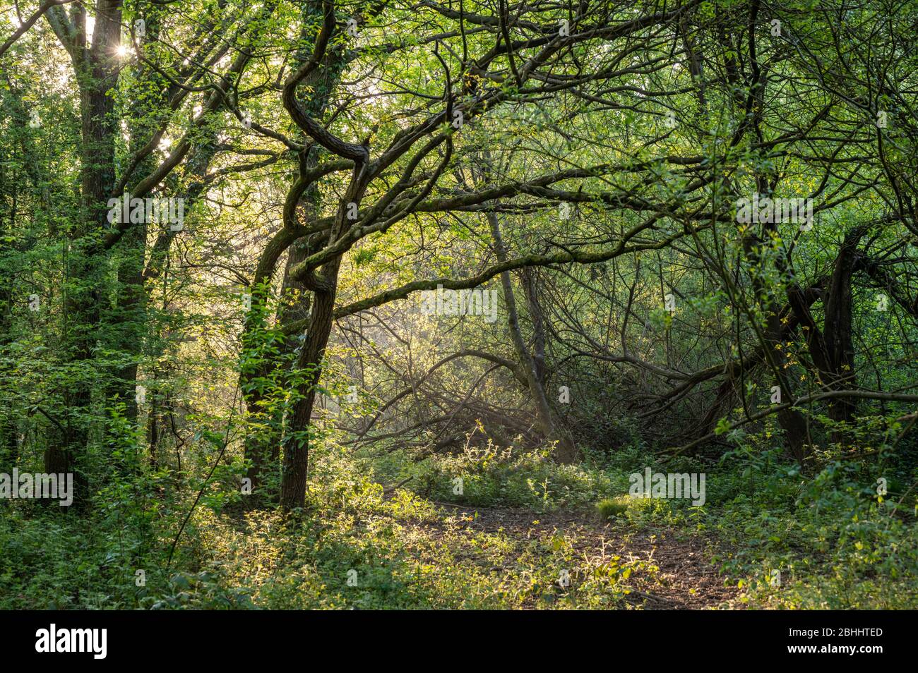Enchanting woods in spring morning sunshine in Scrase Valley Nature Reserve, Haywards Heath, West Sussex, England. Stock Photo