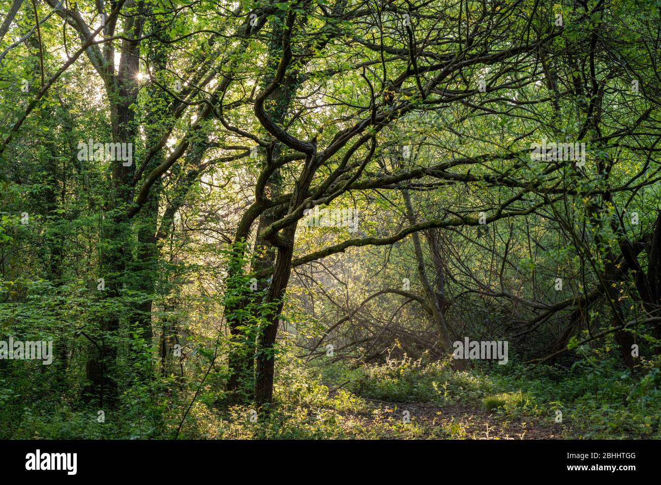 Enchanting woods in spring morning sunshine in Scrase Valley Nature Reserve, Haywards Heath, West Sussex, England. Stock Photo