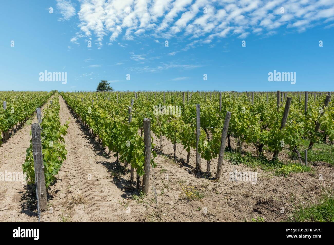 Vineyards of Saint-Emilion near Bordeaux in France Stock Photo