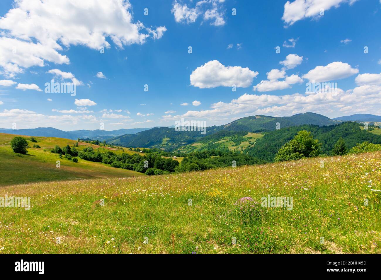 summer scenery of mountainous countryside. alpine hay fields with wild