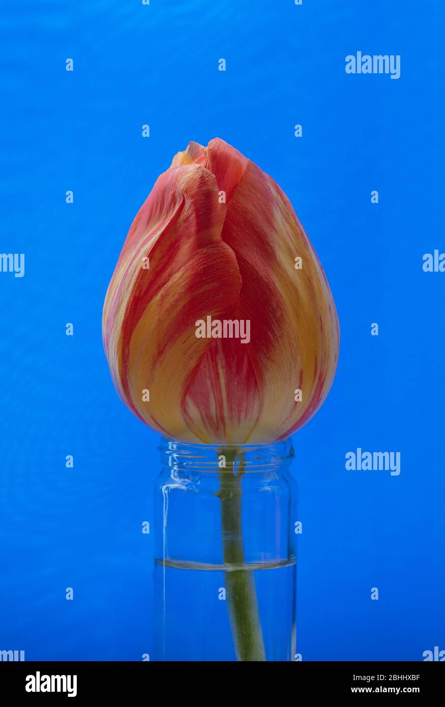 Tulip Dordogne with a colour pattern of the breaking virus, which was ...