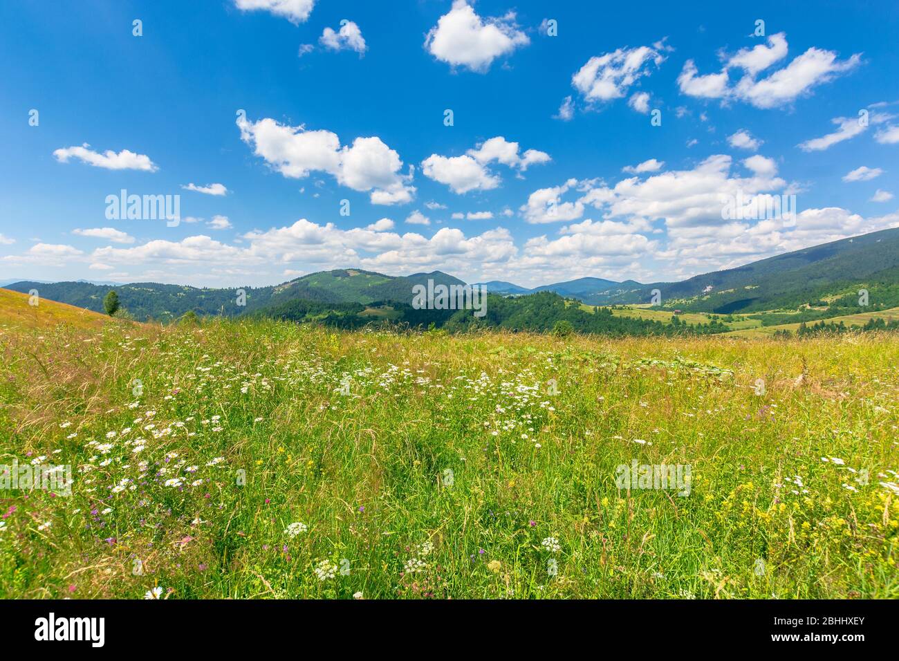 summer scenery of mountainous countryside. alpine hay fields with wild ...