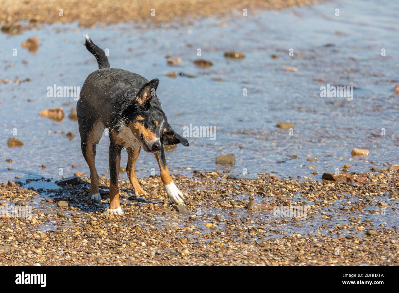 Black lab shaking off water hires stock photography and images Alamy