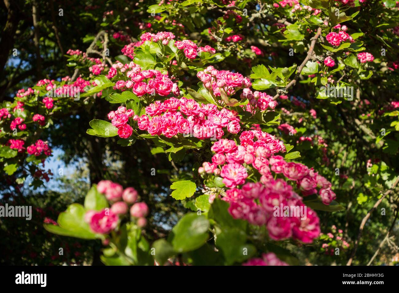 A flowering pink Hawthorn tree (Paul's Scarlet) Stock Photo