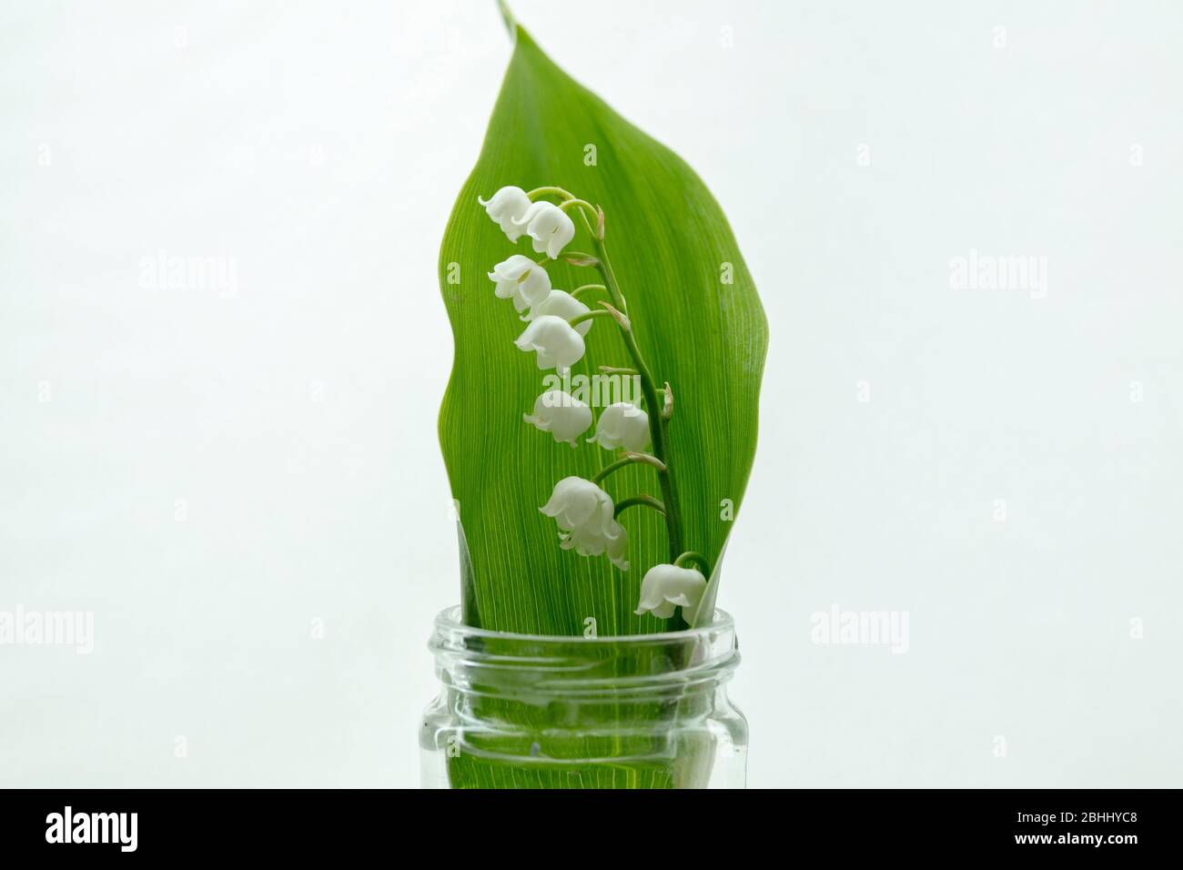 White bells of the lily of the valley flower and leaf seen in a small