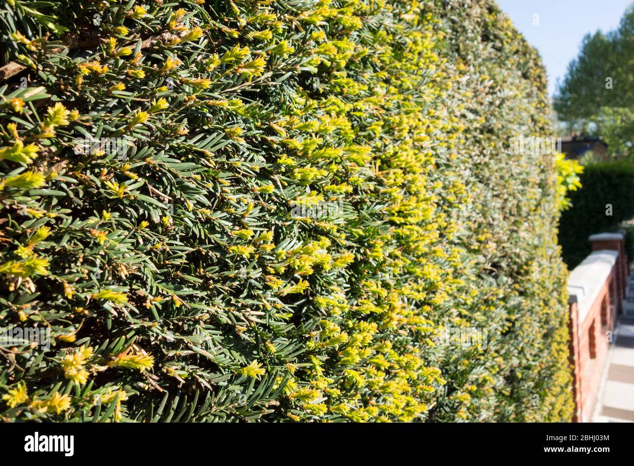 Close-up of a green and yellow Golden Privet hedge, Ligustrum ovalifolium Stock Photo