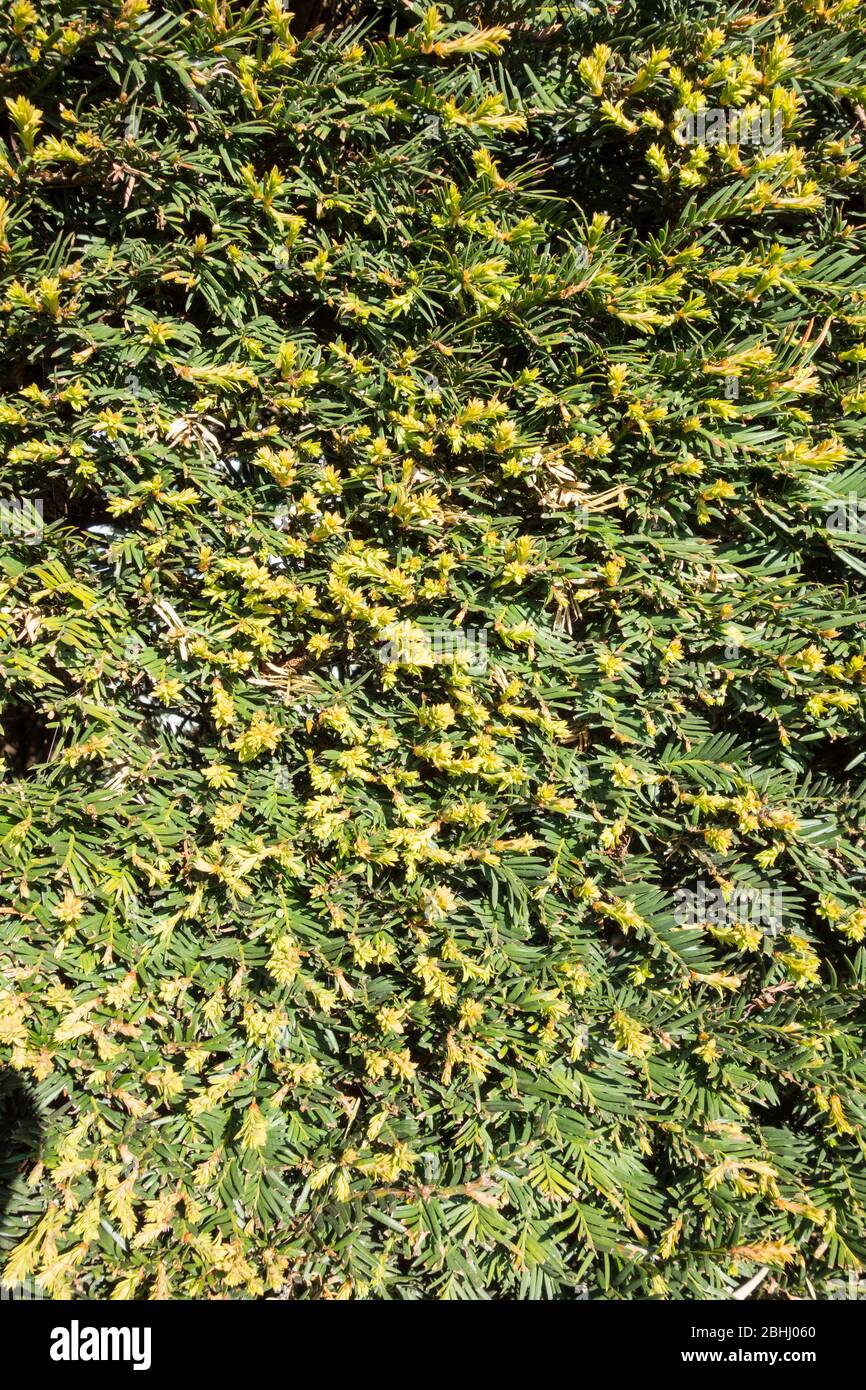 Close-up of a green and yellow Golden Privet hedge, Ligustrum ovalifolium Stock Photo