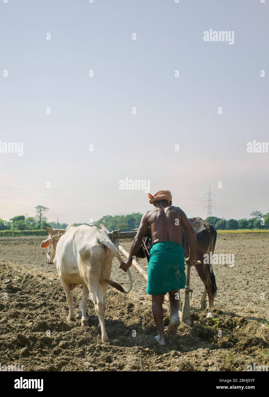 indian Farmer ploughing field Stock Photo - Alamy
