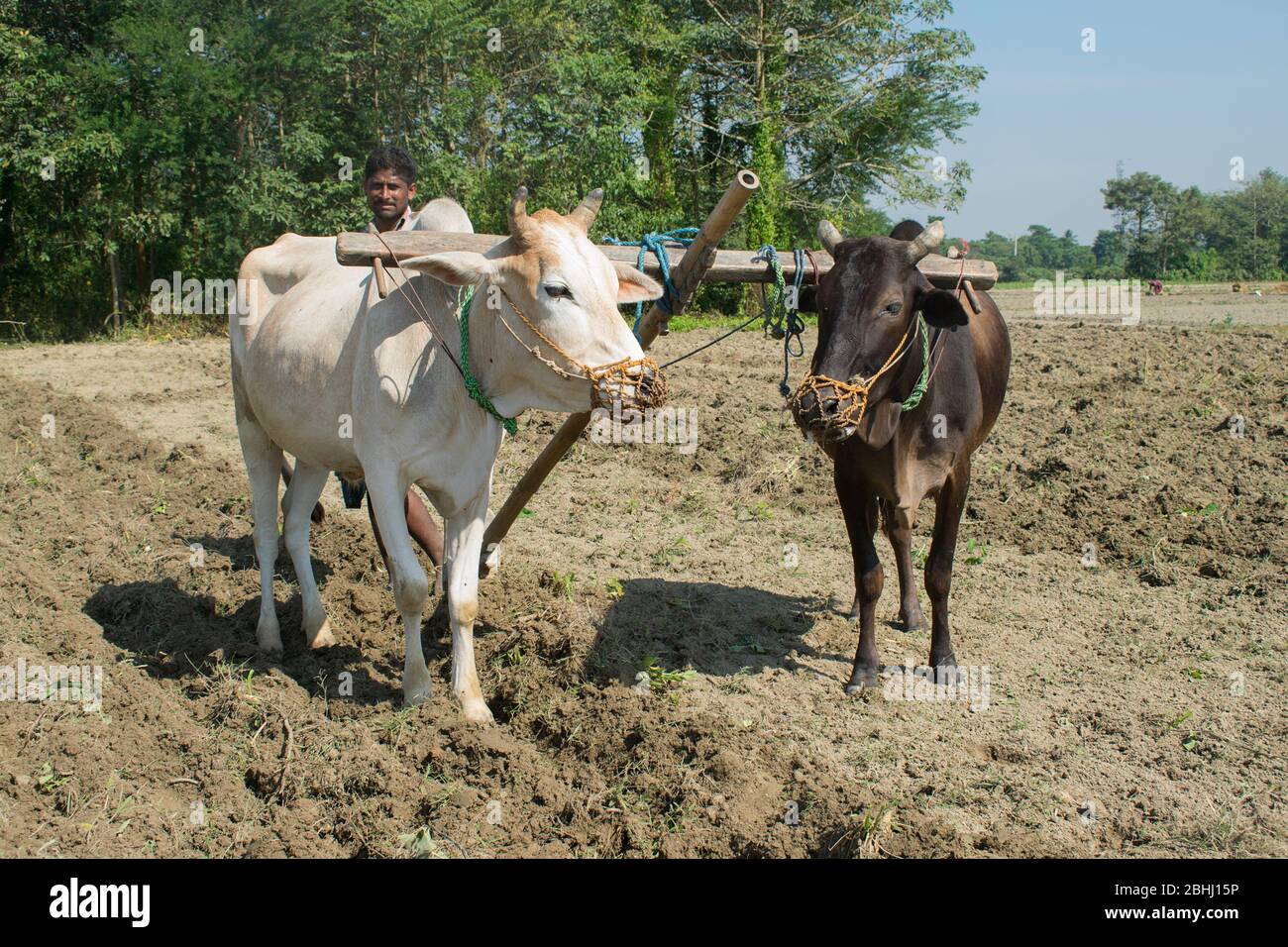 indian Farmer ploughing field Stock Photo - Alamy