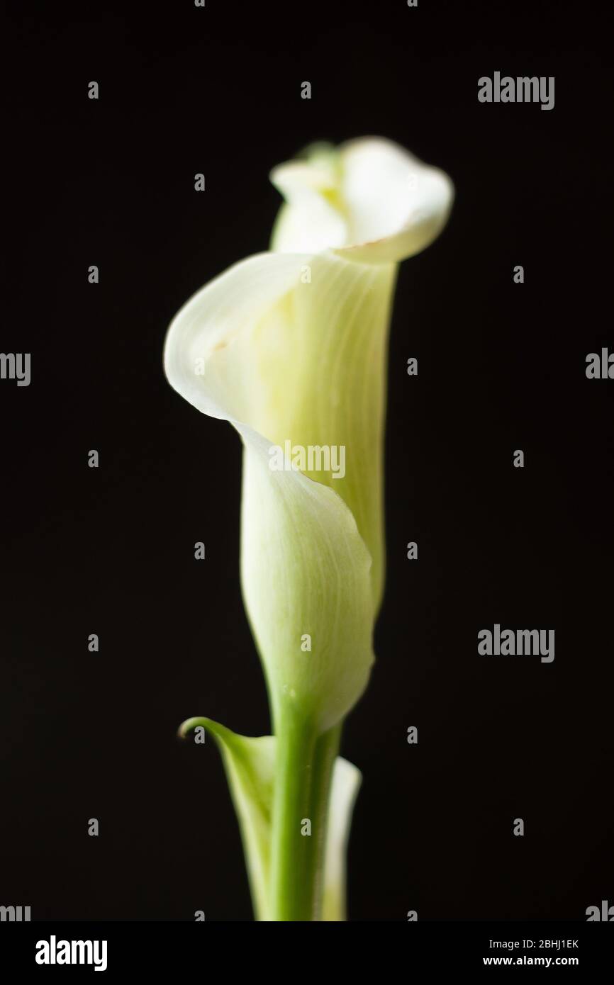 White calla lily flower on a black background Stock Photo - Alamy