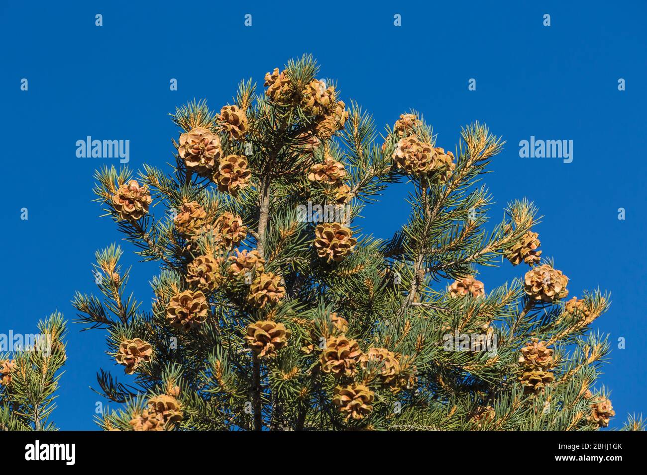 Single-leaf Pinyon, Pinus monophylla, near the ghost town of Ione, Nevada, USA Stock Photo