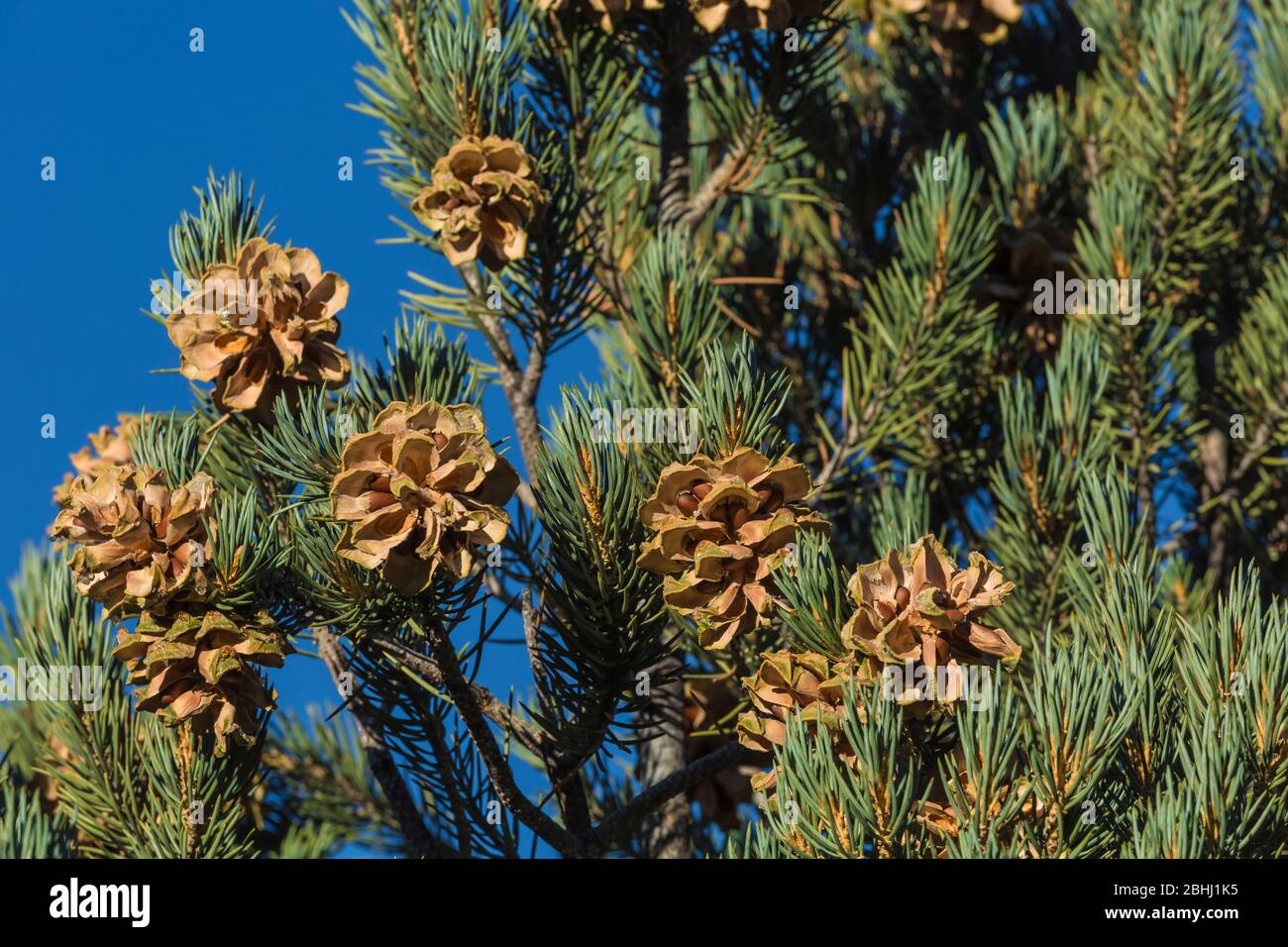 Single-leaf Pinyon, Pinus monophylla, near the ghost town of Ione, Nevada, USA Stock Photo