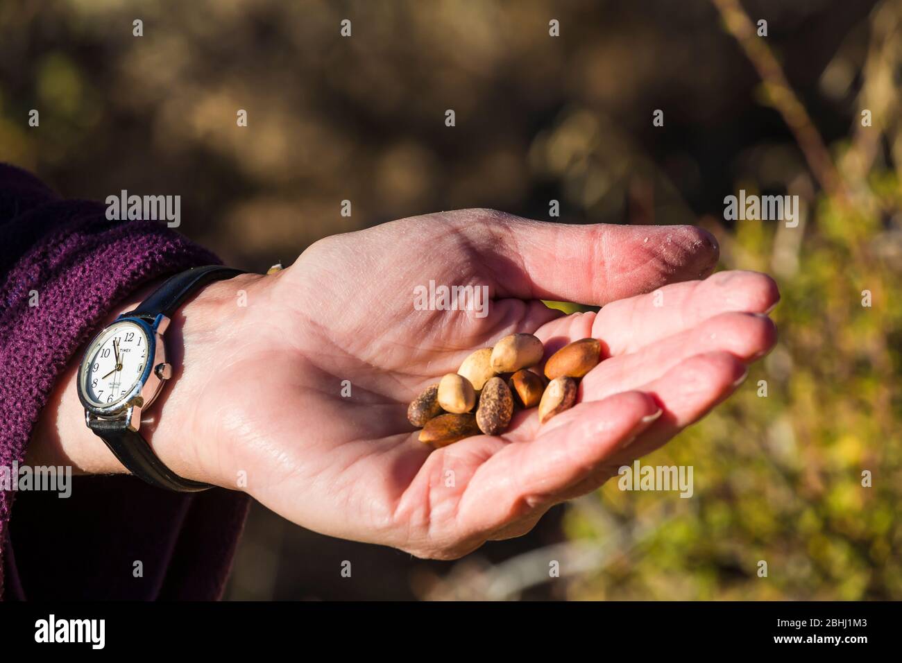 Pine nuts from Single-leaf Pinyon, Pinus monophylla, near the ghost town of Ione, Nevada, USA Stock Photo