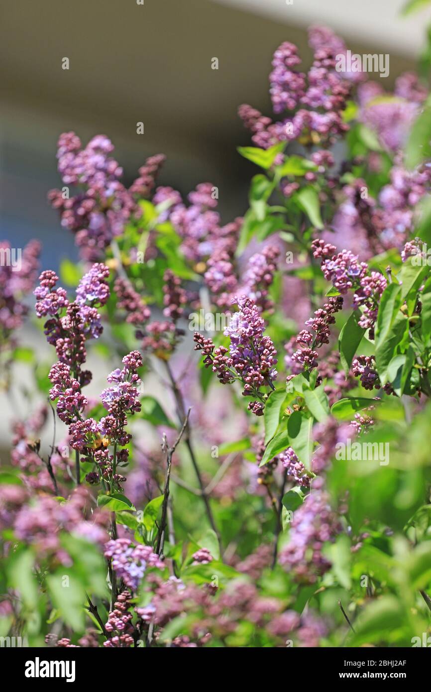 Lilacs, Spring floral pattern Stock Photo