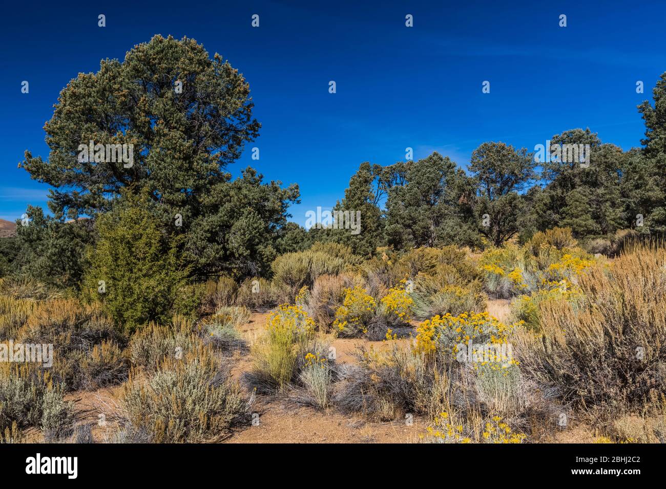 Single-leaf Pinyon, Pinus monophylla, with Utah Juniper and Rubber Rabbitbrush near the ghost town of Ione, Nevada, USA Stock Photo