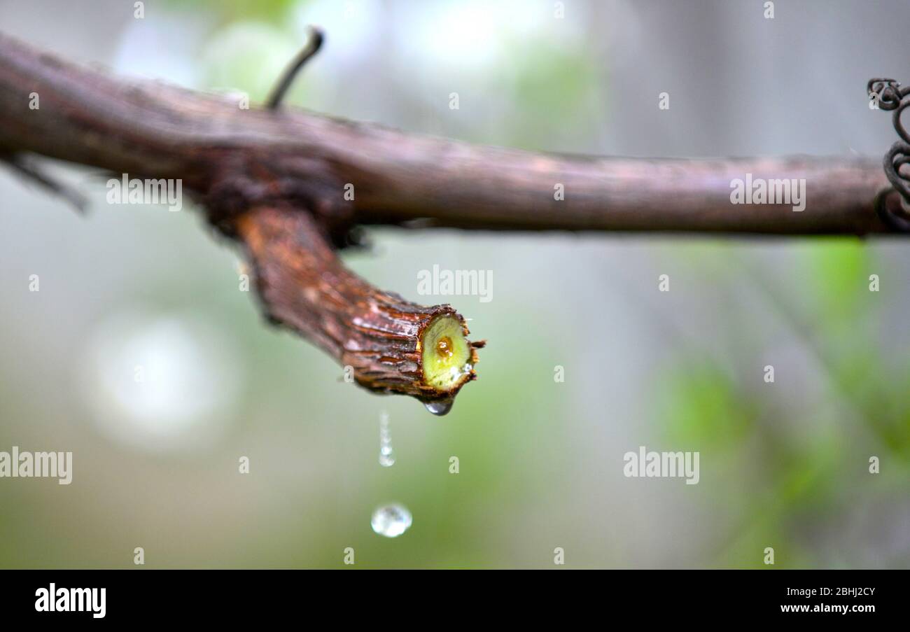 the grapevine with a cut branches,bleeding tree juice Stock Photo Alamy