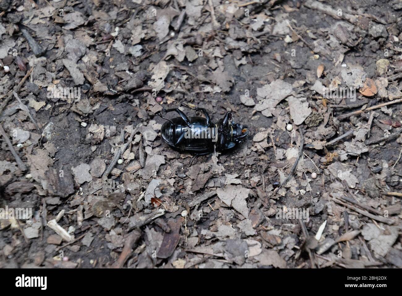 The beetle lies on its back and cannot roll over. Stock Photo