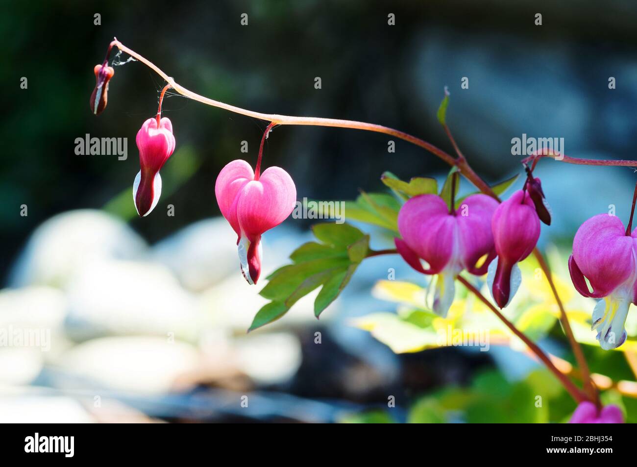 Bleeding heart (lamprocapnos spectabilis) in a garden at spring in french Riviera Stock Photo