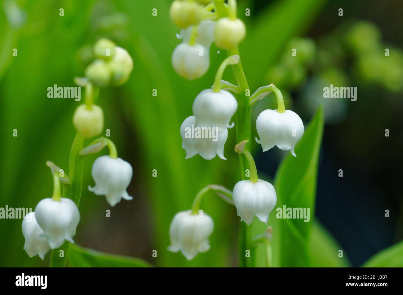 Fresh Lily of the valley (muguet) at the end of April Stock Photo