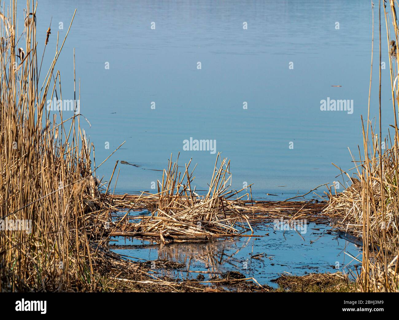 Reed cane above the surface of the water Stock Photo Alamy