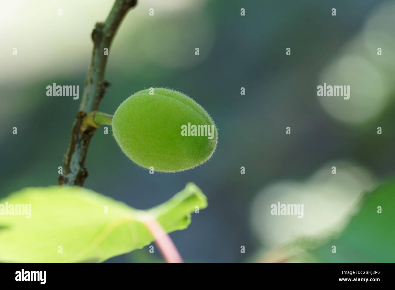 Young hairy green Apricot starting to grow at spring season Stock Photo
