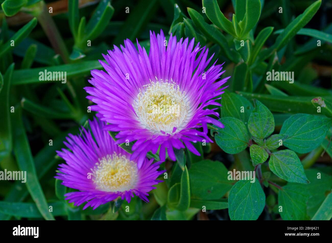 Purple flowers of Carpobrotus edulis at spring Stock Photo