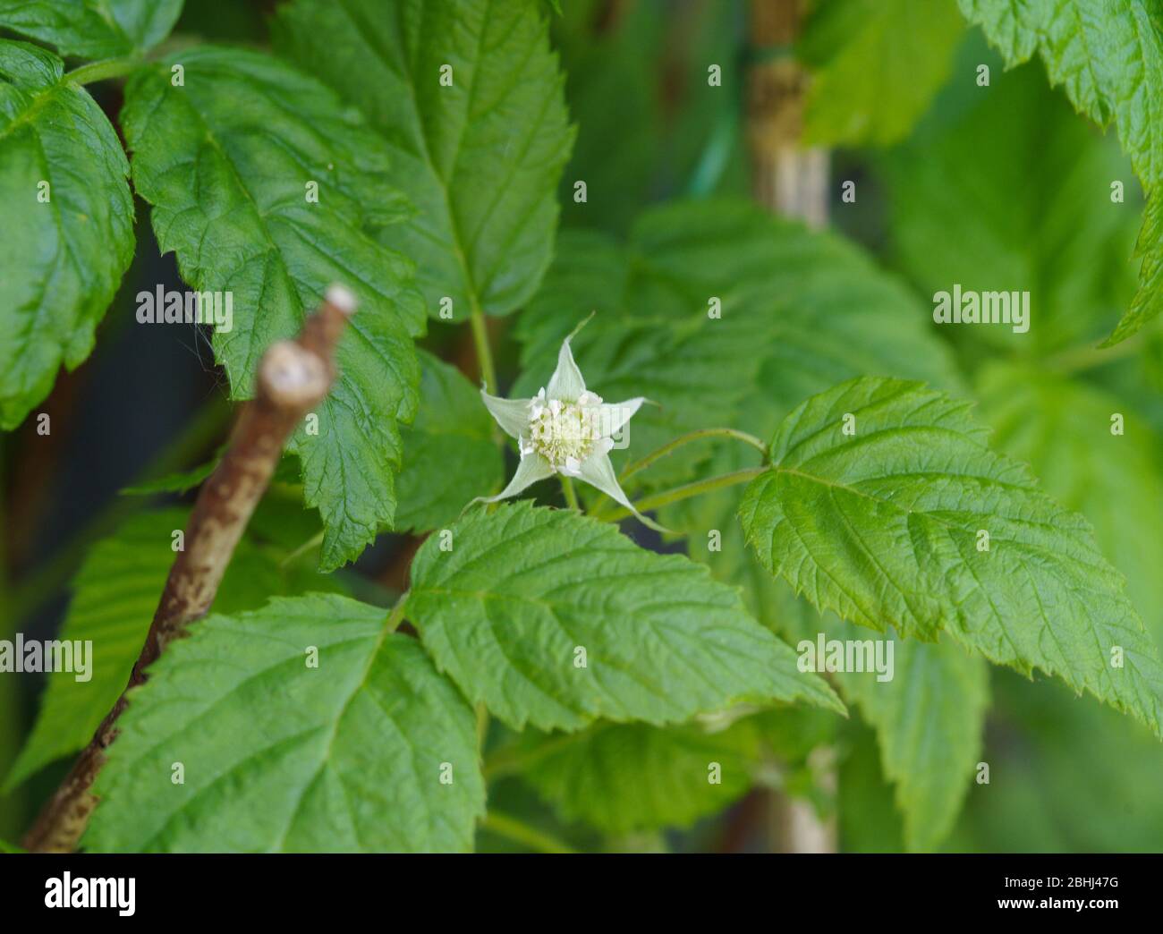 Raspberry rubus Idaeus Ottawa Stock Photo Alamy