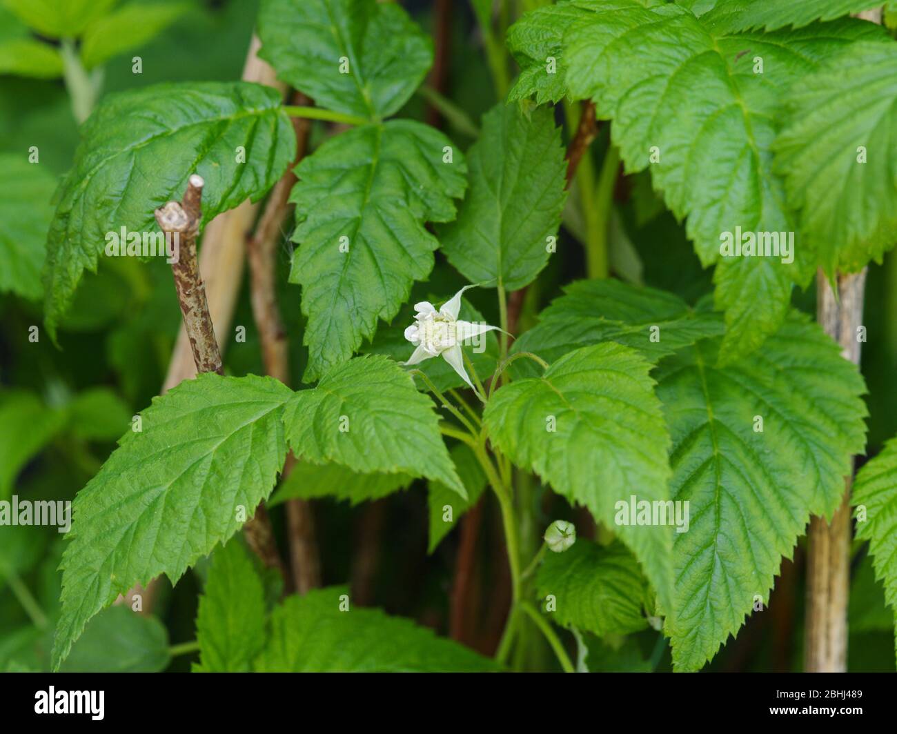 Raspberry rubus Idaeus Ottawa Stock Photo