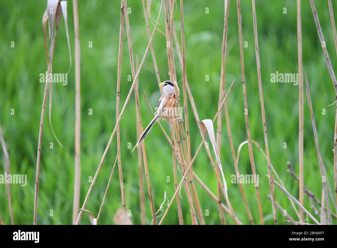 Lianyungang, China's Jiangsu Province. 14th Apr, 2020. A reed parrotbill perches on straw in Lianyungang, east China's Jiangsu Province, April 14, 2020. A biodiversity survey team said Sunday that they have found more than 50 reed parrotbills in an area of marshland in Lianyungang City. Reed parrotbills mainly inhabit reed marshes and similar habitats in coastal areas of east China, and the species was classified as near threatened by the International Union for Conservation of Nature's Red List of Threatened Species. Credit: Wang Mingqiang/Xinhua/Alamy Live News Stock Photo
