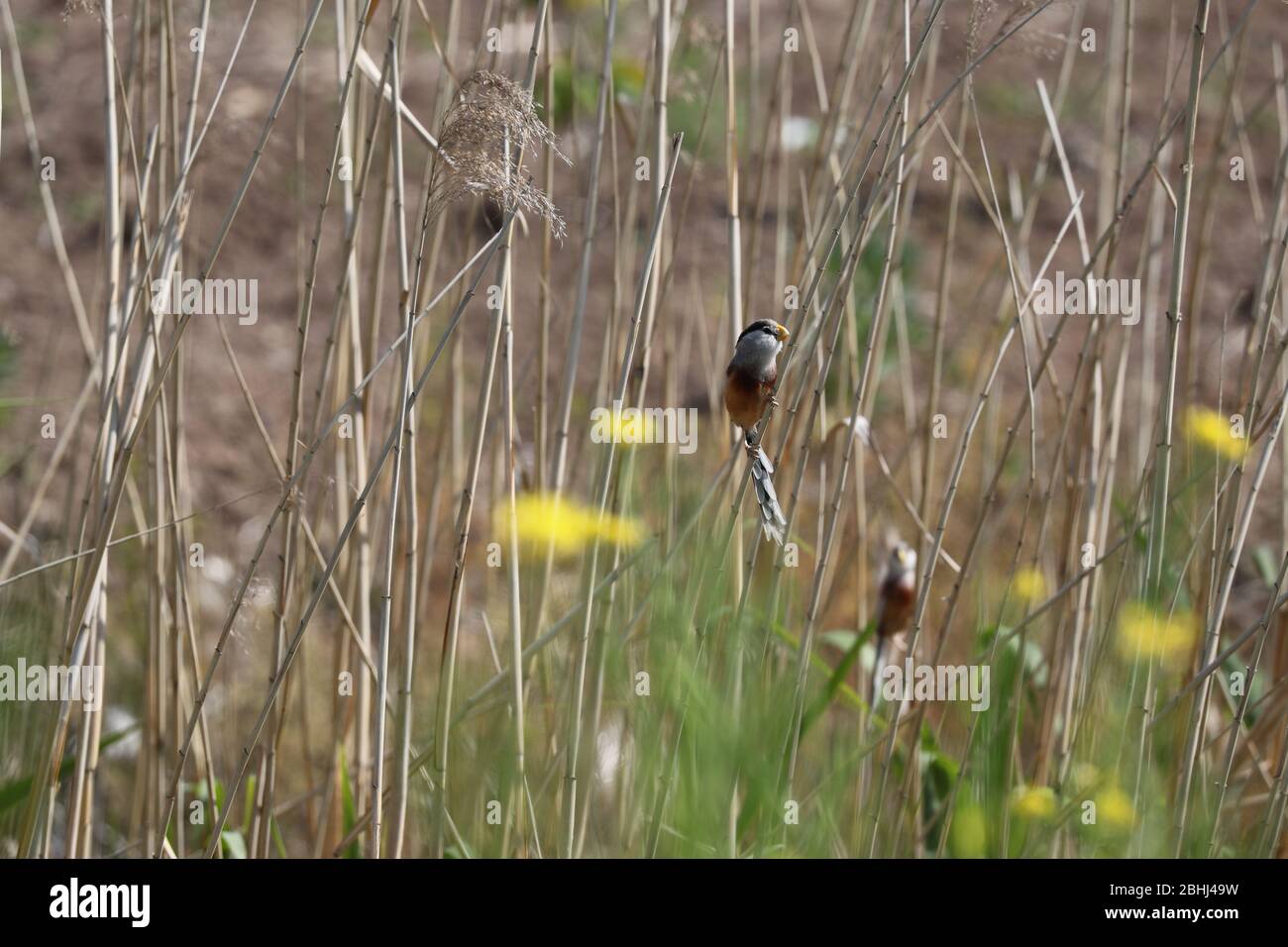 Lianyungang, China's Jiangsu Province. 23rd Apr, 2020. Reed parrotbills perch on straw in Lianyungang, east China's Jiangsu Province, April 23, 2020. A biodiversity survey team said Sunday that they have found more than 50 reed parrotbills in an area of marshland in Lianyungang City. Reed parrotbills mainly inhabit reed marshes and similar habitats in coastal areas of east China, and the species was classified as near threatened by the International Union for Conservation of Nature's Red List of Threatened Species. Credit: Yang Shixiong/Xinhua/Alamy Live News Stock Photo
