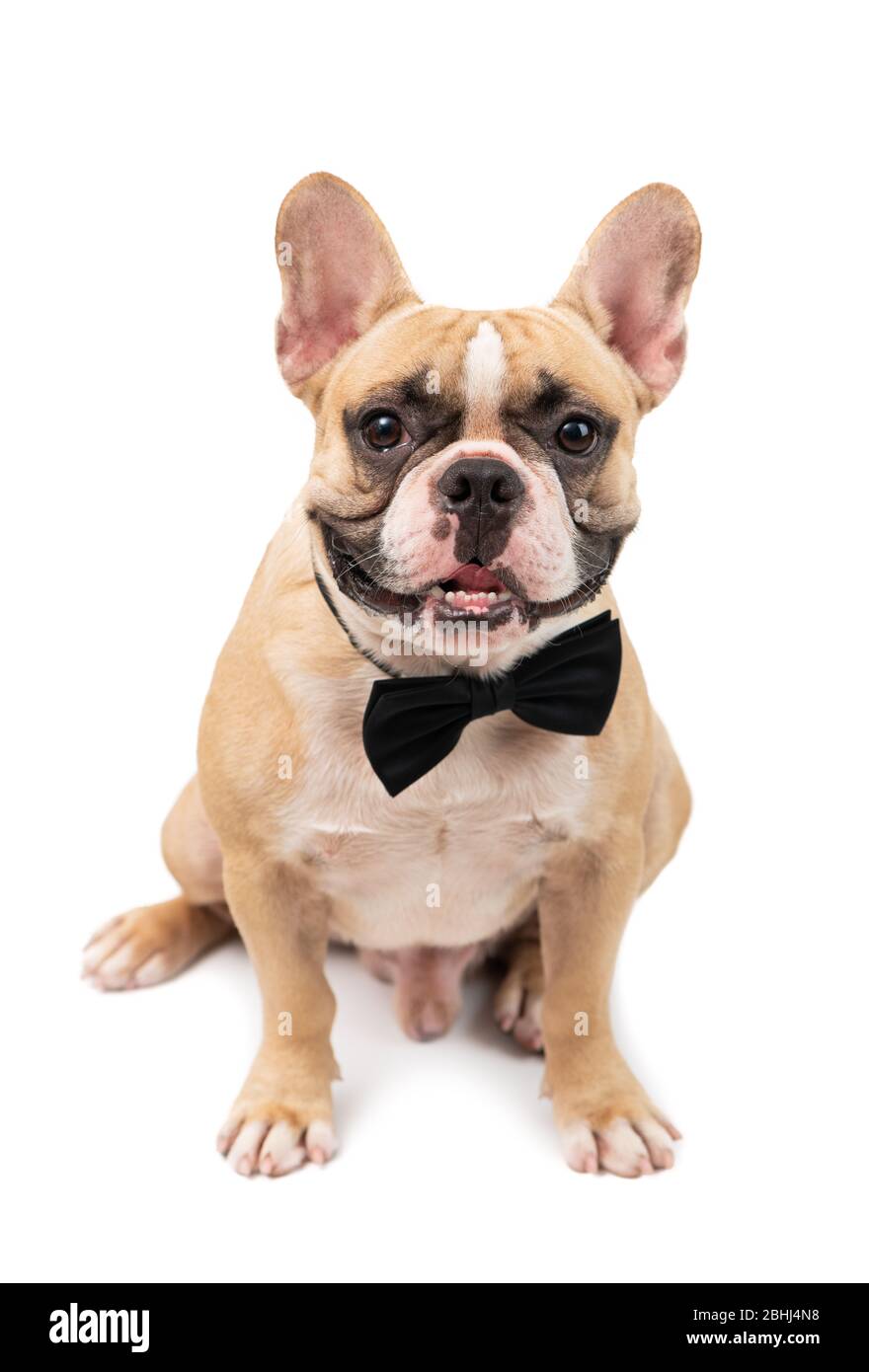 Cute brown french bulldog wearing black bow tie and hungry isolated on white background. pet and animal concept Stock Photo