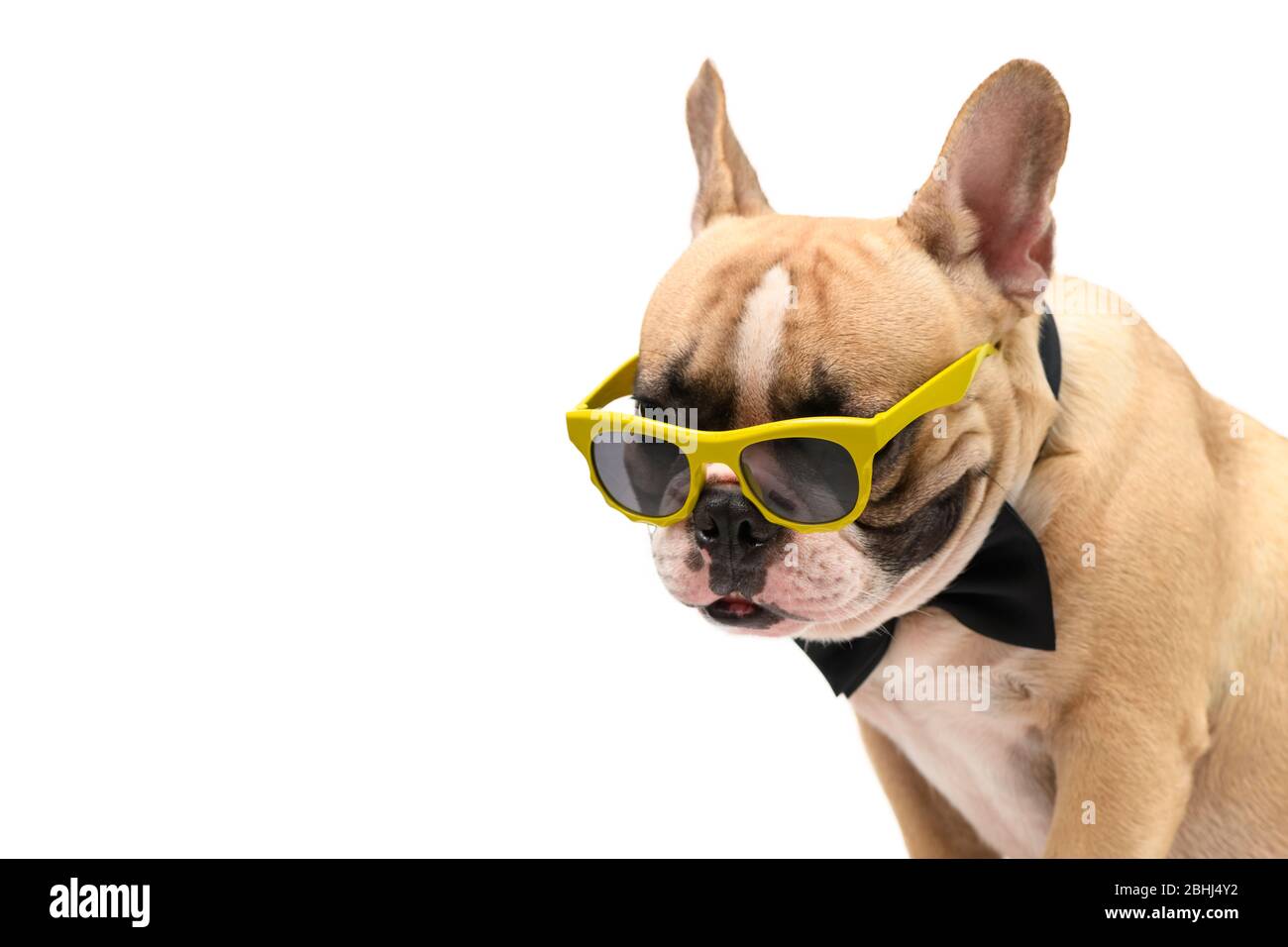 Cute  brown french bulldog wear sunglasses and black bow tie isolated on white background and clipping path, pet and animal concept Stock Photo