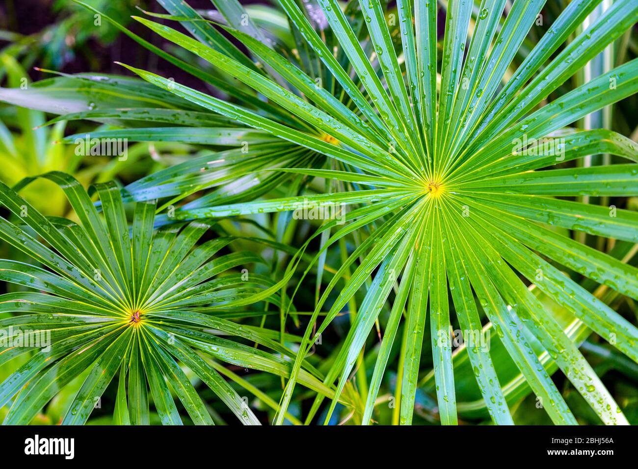 Palm tree leaves inside the Winter Gardens at People's Palace housing