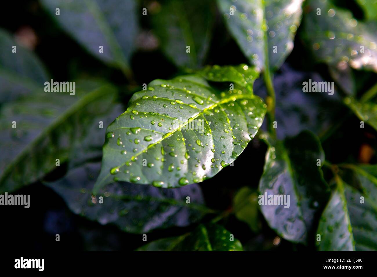 Fresh green coffee plant leaves (Coffea arabica) with rain droplets Stock Photo