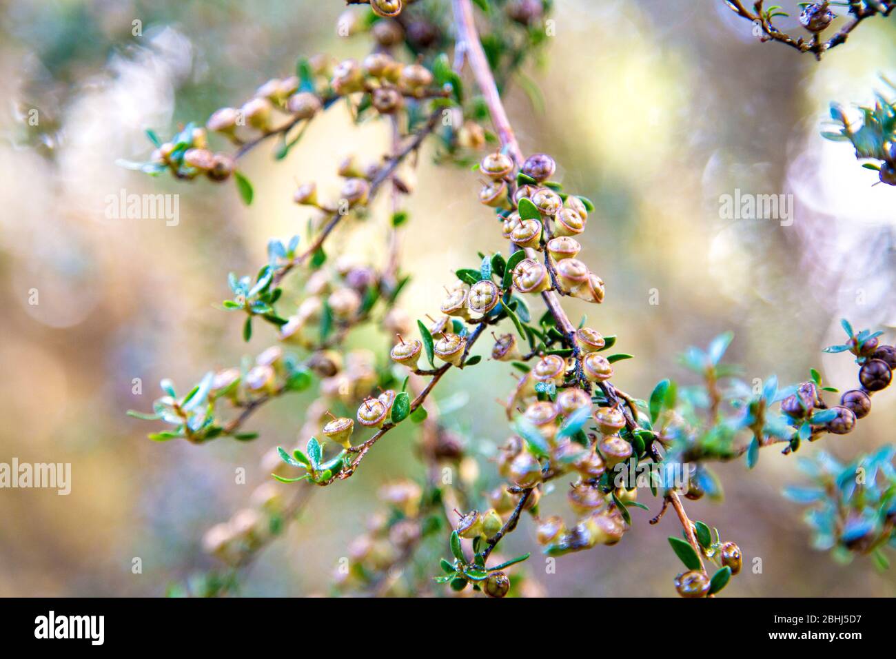 Manuka seed pods ready to open (Leptospermum scoparium), Linn Botanic Gardens & Nursery, Scotland, UK Stock Photo