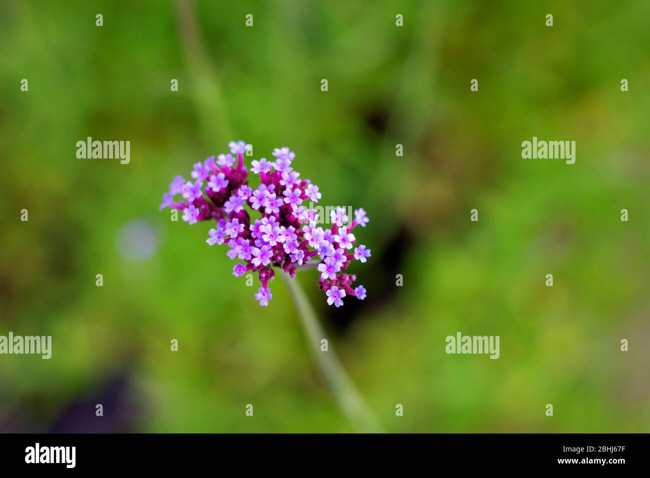 A close up portrait of a cluster of small purple flowers of a verbena bonariensis lollipop flower plant. It is part of the verbenaceae family. Stock Photo