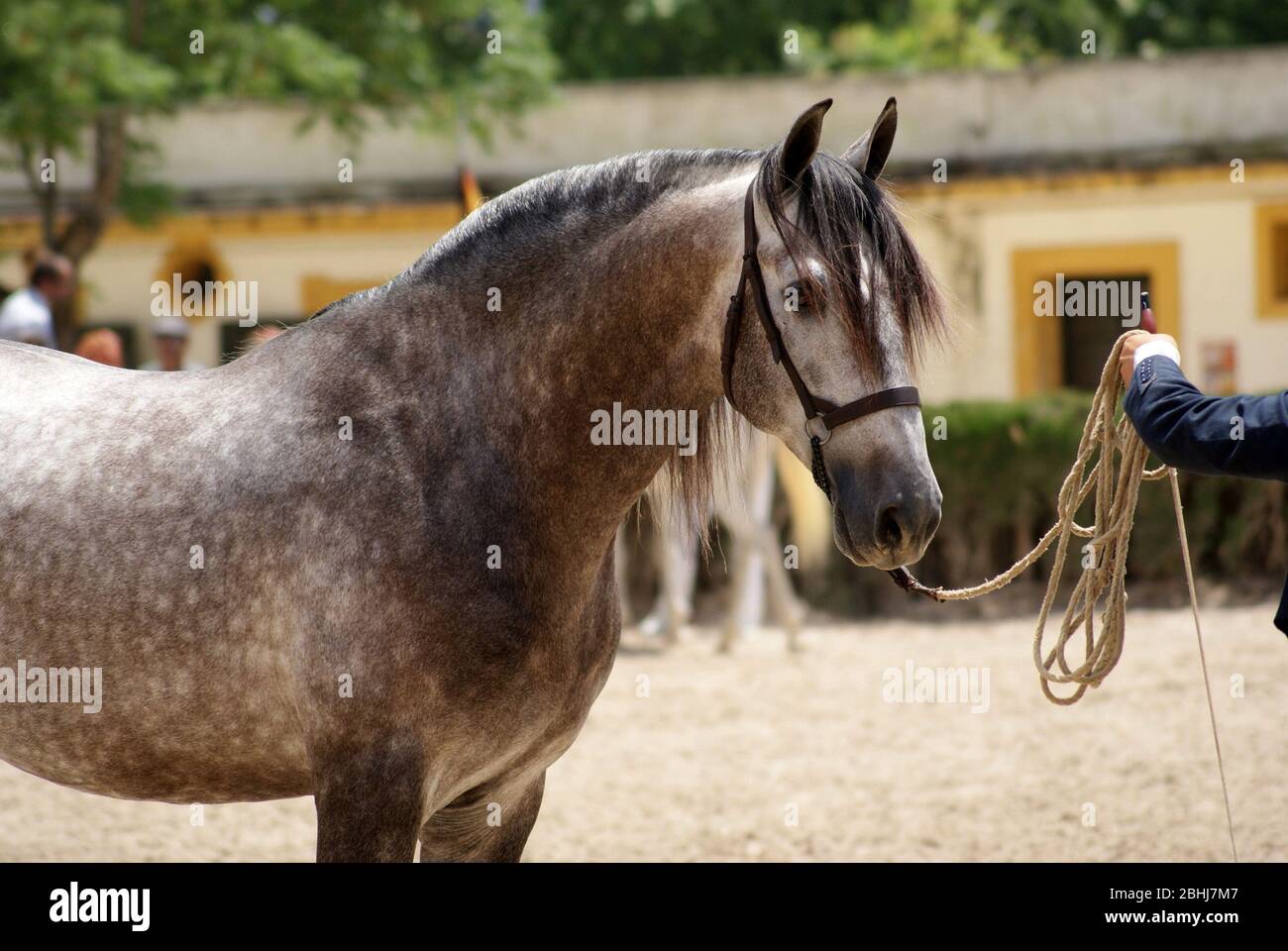 Horse pedigree hi-res stock photography and images - Alamy