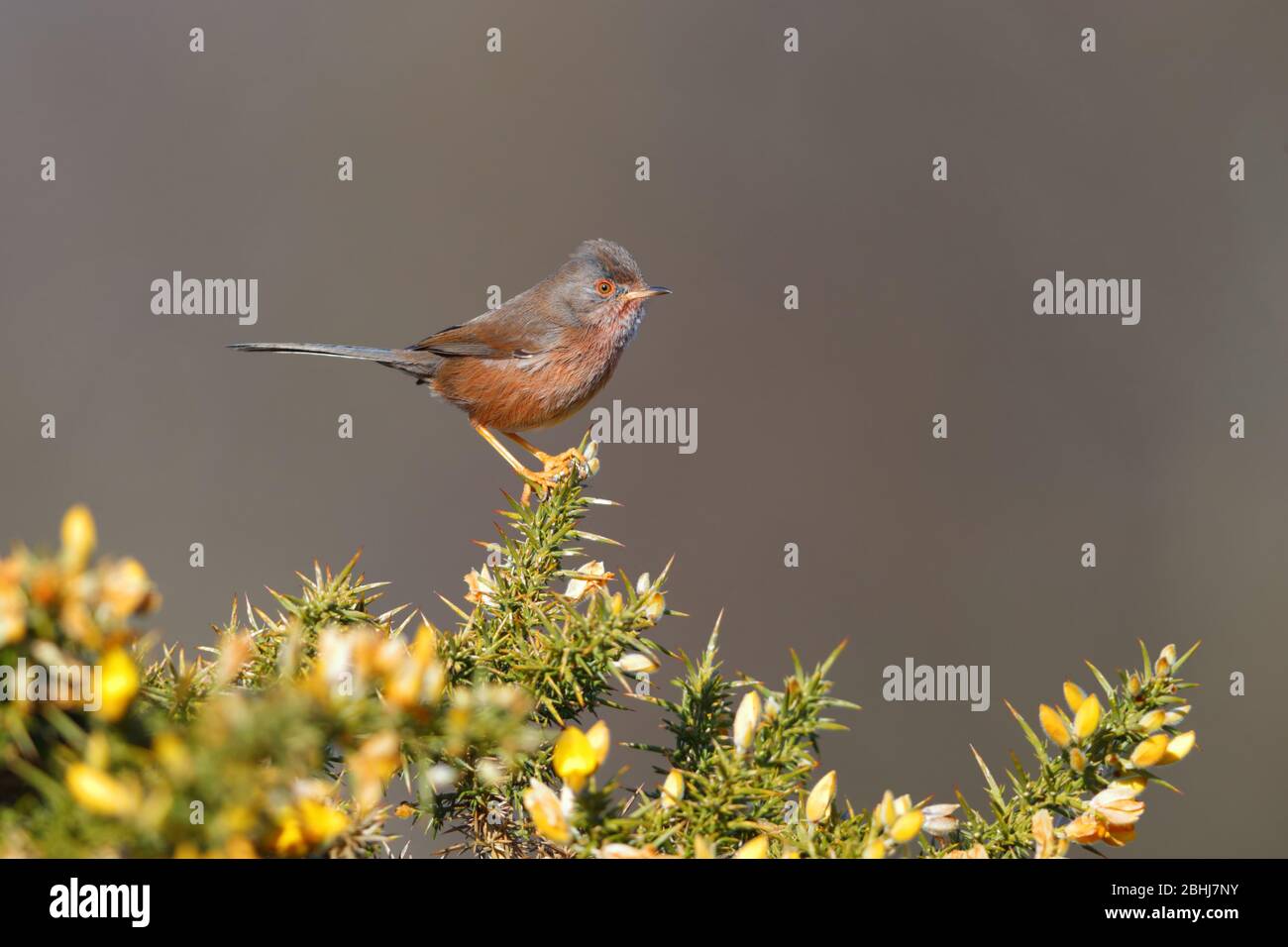 An adult female Dartford Warbler (Sylvia undata) perched on a gorse bush in England in Spring Stock Photo